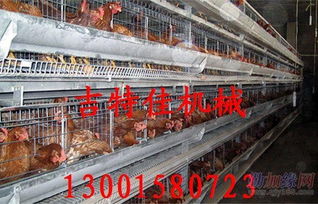 吉特佳山東雞籠廠(chǎng) 專(zhuān)注蛋雞籠與數(shù)控機(jī)床銷(xiāo)售的服務(wù)商